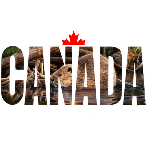 True North – Beaver (10×6)